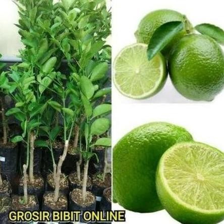 

Terlaris Joss Bibit Tanaman Buah Jeruk Nipis Jumbo Siap Berbuah / Pohon Jeruk