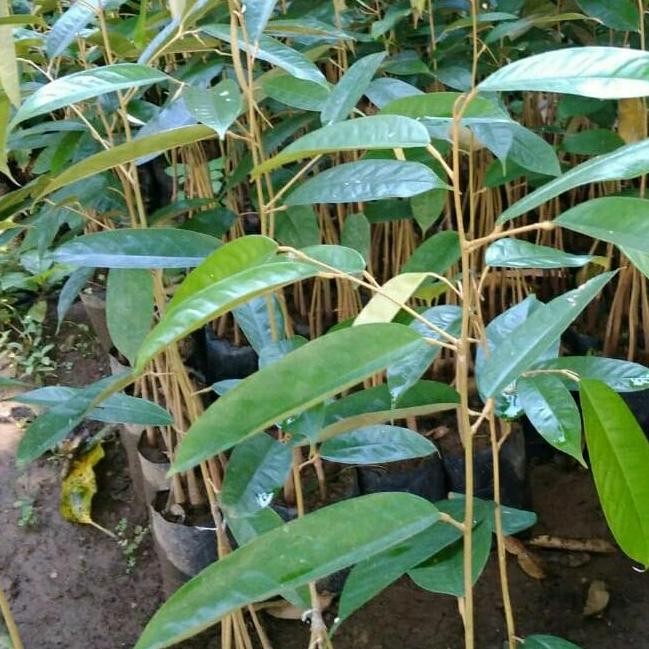 

Terlaris Bibit Durian Musangking Kaki 6 Unggul