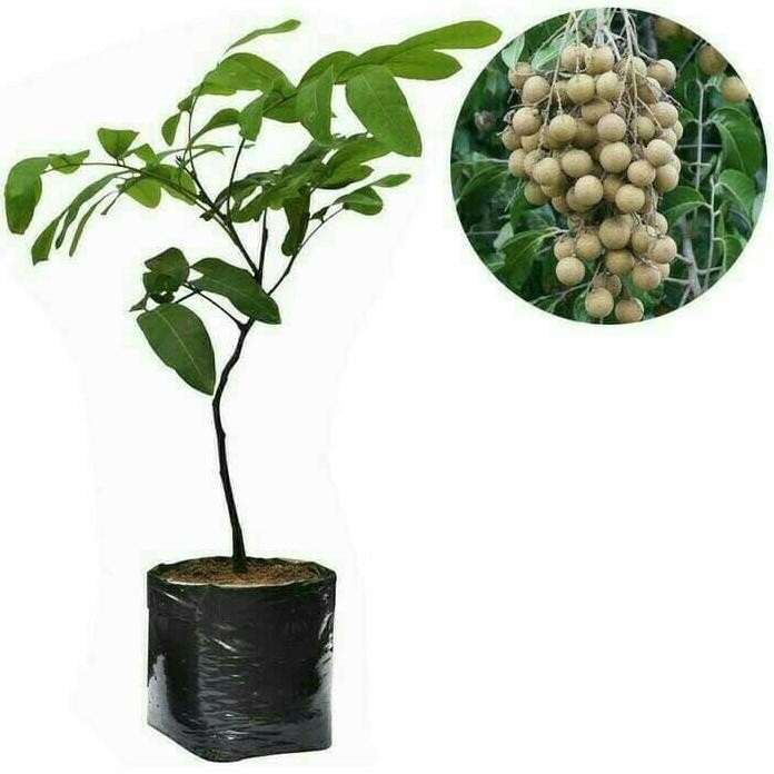 

Terlaris Bibit Buah Klengkeng / Kelengkeng Aroma Durian