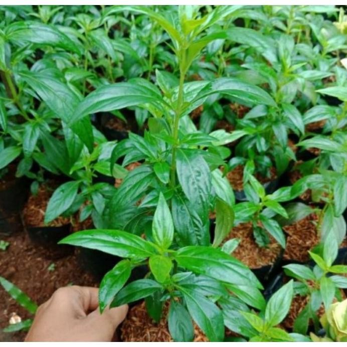 Terlaris Bibit Sambiloto Bibit Tanaman Sambiloto