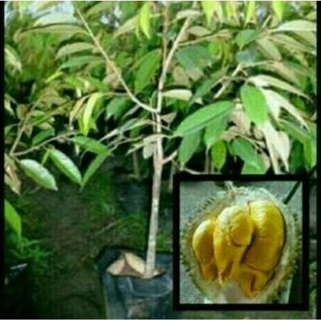 

Terlaris Bibit Durian Musangking