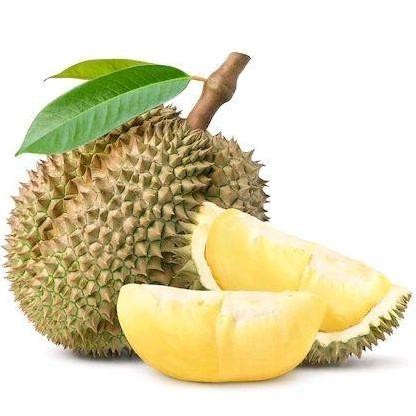 

Terlaris Benih Bibit Buah Durian Kaki Tiga