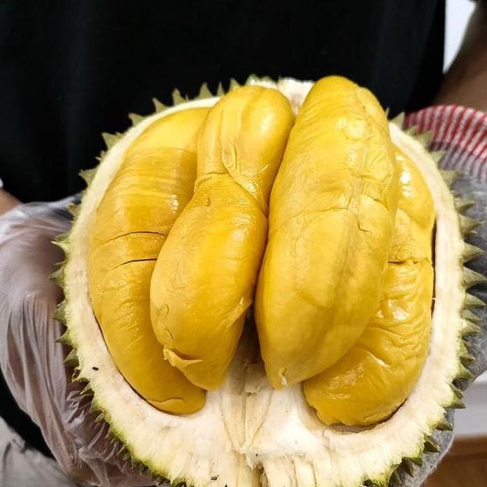 

Terlaris Bibit Durian Musang King Durian Dari Malaysia Dengan Daging Yang Lembut, Manis, Dan Rasa Khas Yang Kaya. Tanaman