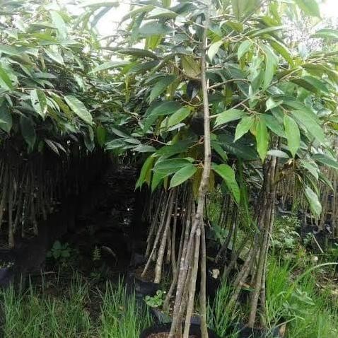 

Terlaris Bibit Durian Bawor Super Kaki Tiga 1 Meter Lebih, Cepat Berbuah A