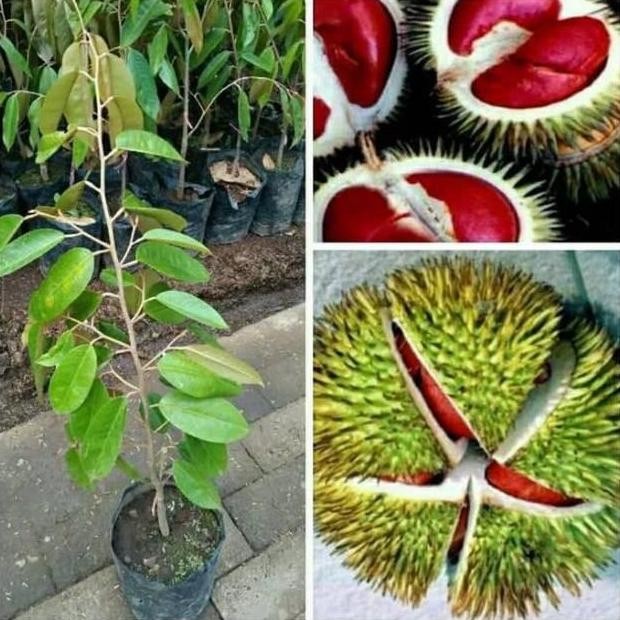 

Terlaris Bibit Durian Merah Super / Taman Bibit / Bibit Buah Super