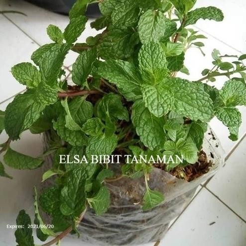 

Terlaris Bibit Daun Mint (Penyegar Mulut) Beli 5 Gratis 1