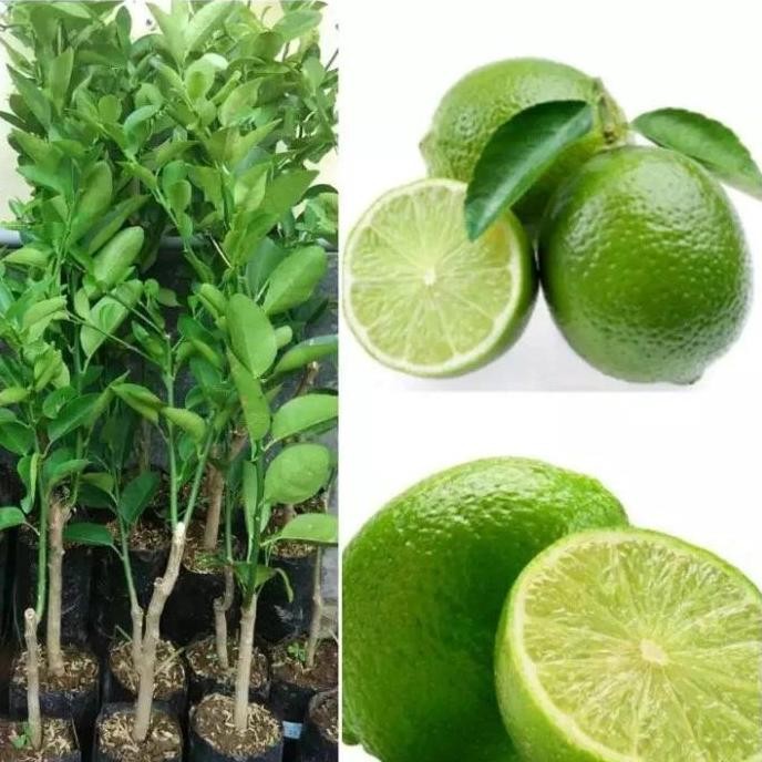 

Terlaris Bibit Tanaman Jeruk Nipis