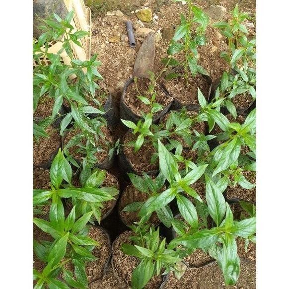 

Terlaris Bibit Herbal Sambiloto / Sambiroto Lmniit 6638Ih