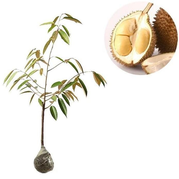 

Terlaris Bibit Tanaman Durian D24