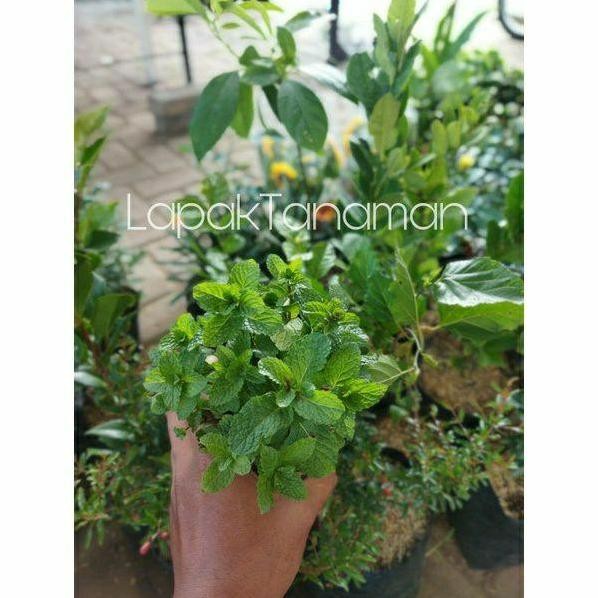 

Terlaris Bibit/Benih Tanaman Rempah Daun Mint / Mentha Mint