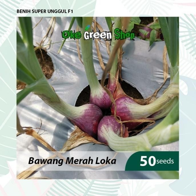 

Terlaris Ready Fresh Benih Seribuan - 50 Biji Benih Bibit Bawang Merah Loka Unggul