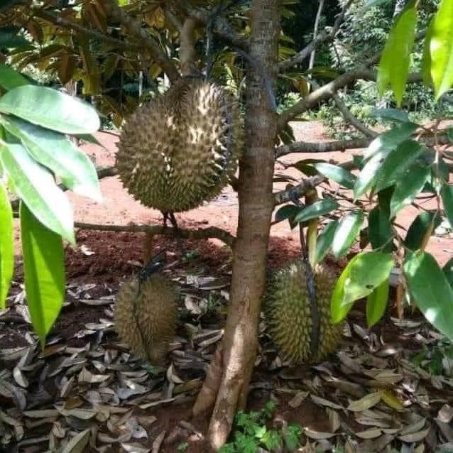 

Terlaris Hotsale Bibit Tanaman Buah Durian Bawor Kaki 3 Cepat Berbuah [Berkuali