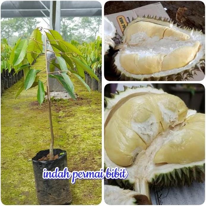 

Terlaris Bibit Durian Susu Kuwalitas Unggul