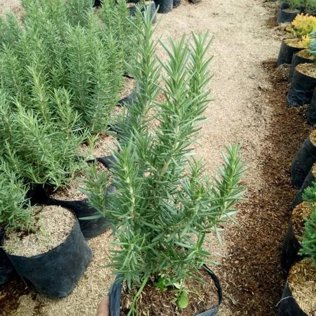 

Terlaris Bibit Tanaman Rosemary Bumbu Masakan Eropa Bunga Rosemary
