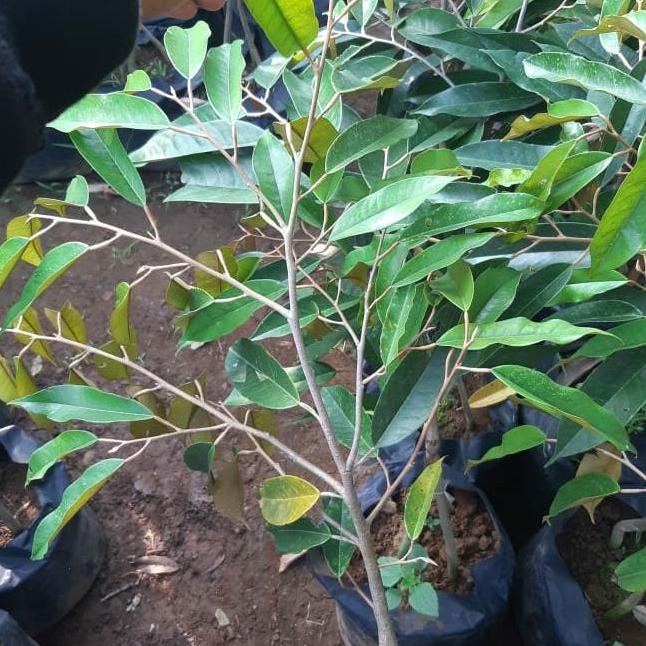 

Terlaris Bibit Pohon Durian Musangking Okulasi