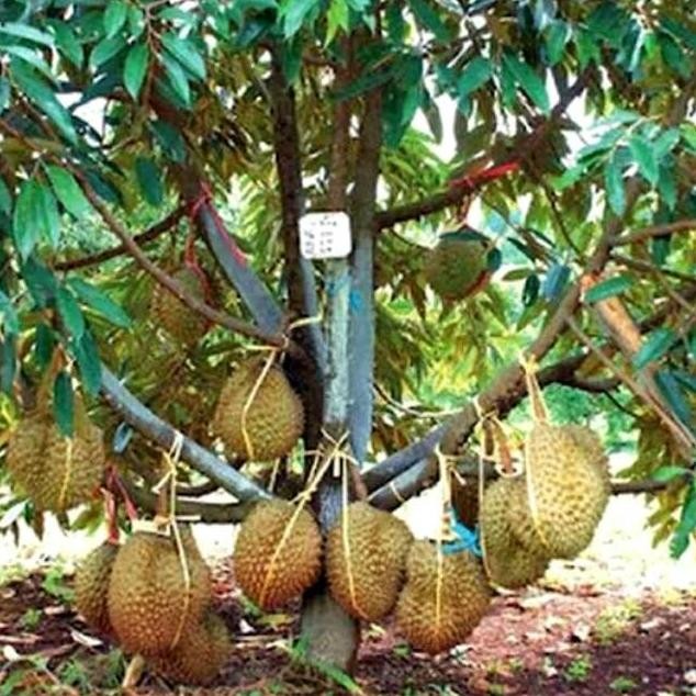 

Terlaris Bibit Durian Musangking