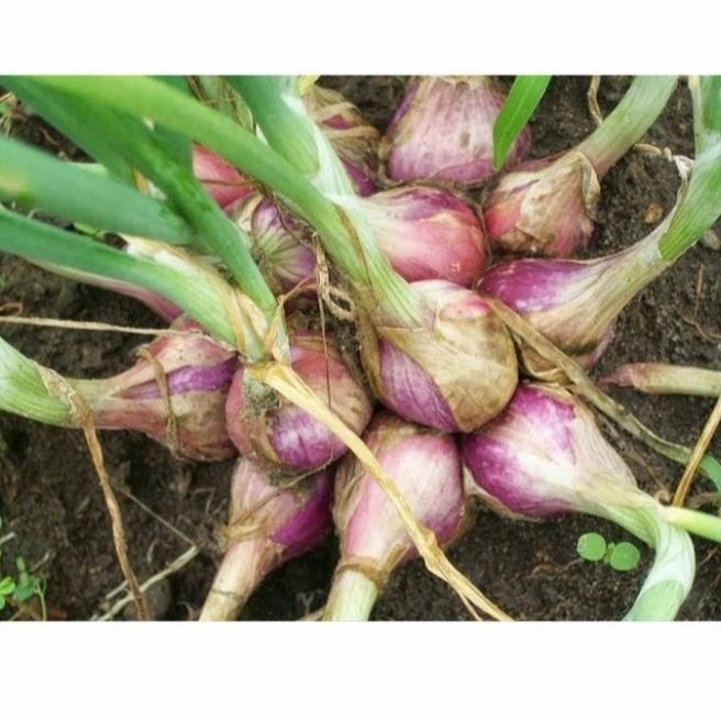 

Terlaris Ready Fresh Benih Bibit Bawang Merah Lokananta Uf Cap Panah Merah Hidroponik/Tanah