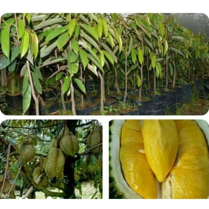 

Terlaris The Best Bibit Tanaman Buah Durian Bawor Okulasi 1 Kg Isi 2 Full Oyee