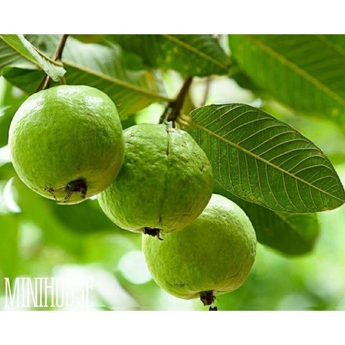 

Terlaris Bibit Biji Benih Jambu Biji