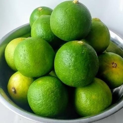 

Terlaris Pohon Bibit Tanaman Buah Jeruk Nipis / Jeruk Pecel Atz