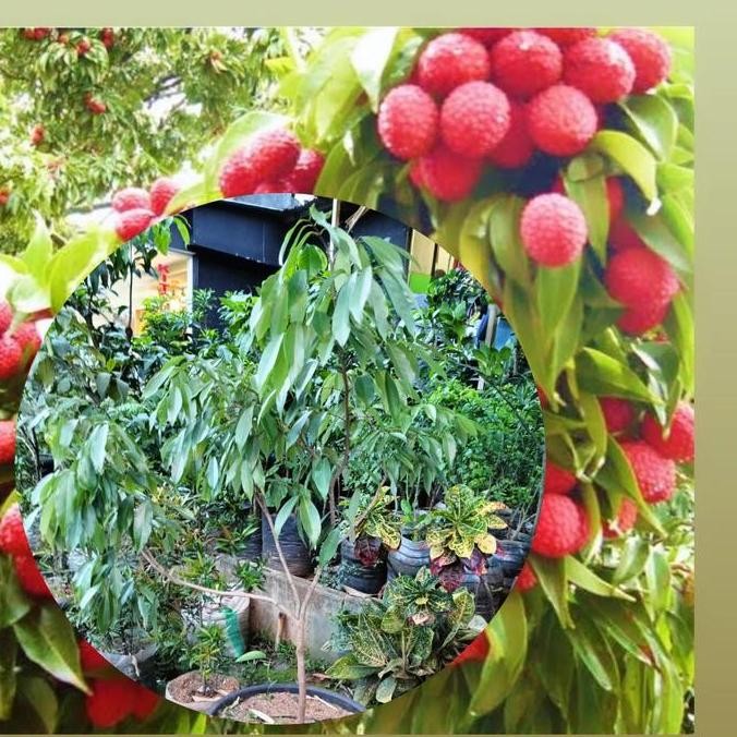 Bibit buah leci pohon leci tanaman leci hasil cangkok