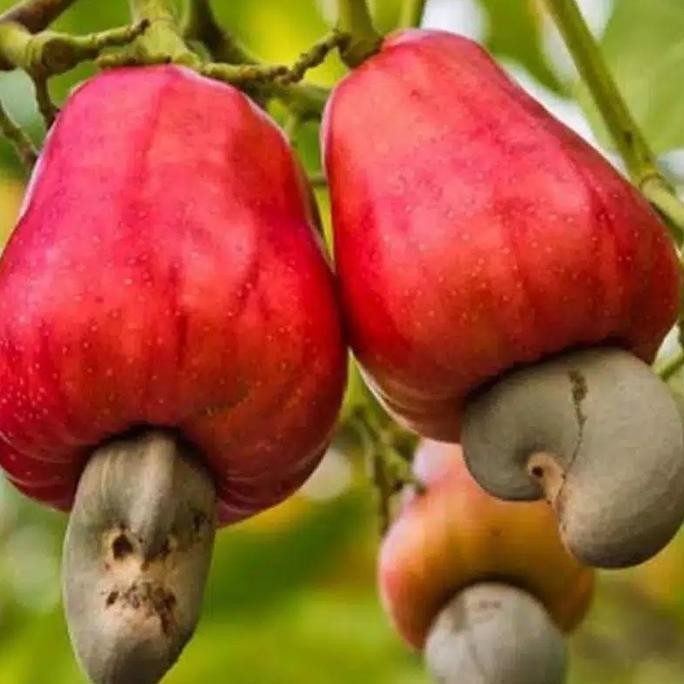 

Terlaris Bibit Pohon Mede/ Jambu Mente