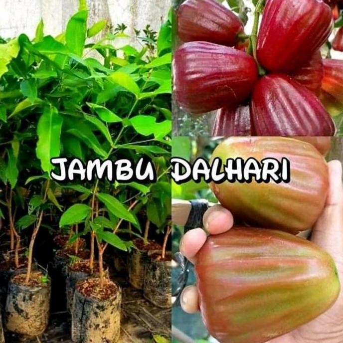 

Terlaris Bibit Jambu Dalhari