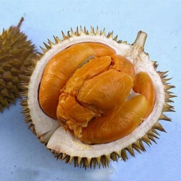 

Terlaris Bibit Tanaman Buah Durian Kaki 3 Duri Hitam /Oche 60Cm-Up Okulasi