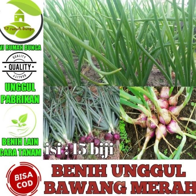 

Terlaris Benih Bibit Bawang Merah Original
