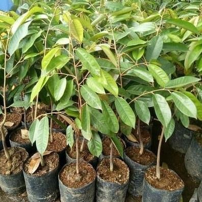 

Terlaris Bibit Tanaman Buah Durian Duri Hitam-Bibit Durian Oche