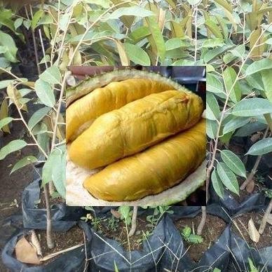 

Terlaris Bibit Durian Montong