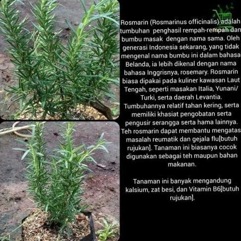 

Terlaris Bibit Rosemary