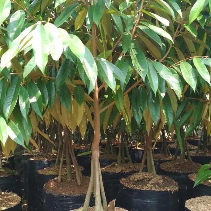 

Terlaris Bibit Pohon Durian Musang King Super Kaki 3(1,5 Meter) Batang Besar