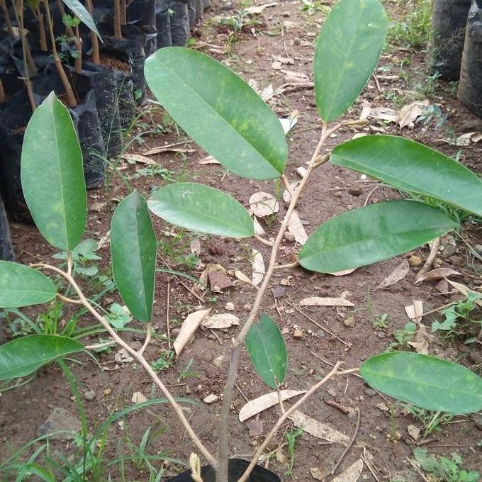 

Terlaris Bibit Durian Varietas Nokrajip