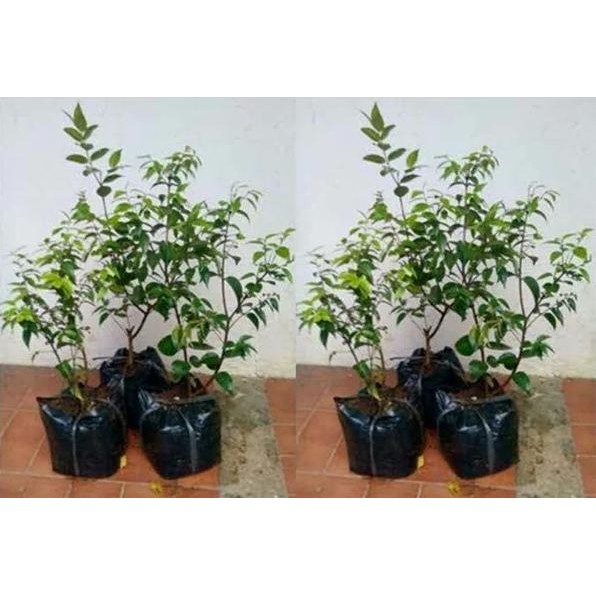 

Terlaris Tanaman Langka I Bibit Tanaman Buah Jambu Air Nasi Nasi Jambu Putih Langka Manis Terpopuler Subur