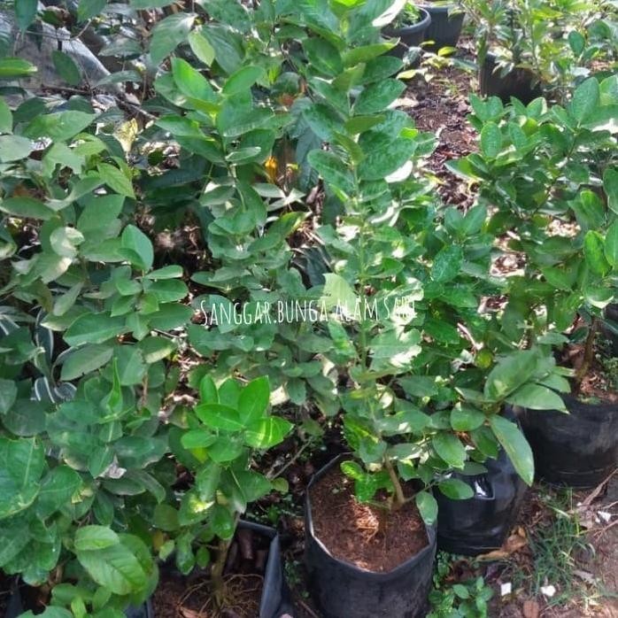 

Terlaris Tanaman Jeruk Nipis / Bibit Buah Jeruk Nipis Fres