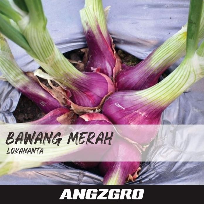 

Terlaris Benih Bibit Tanaman Bawang Merah Lokananta 10 Biji