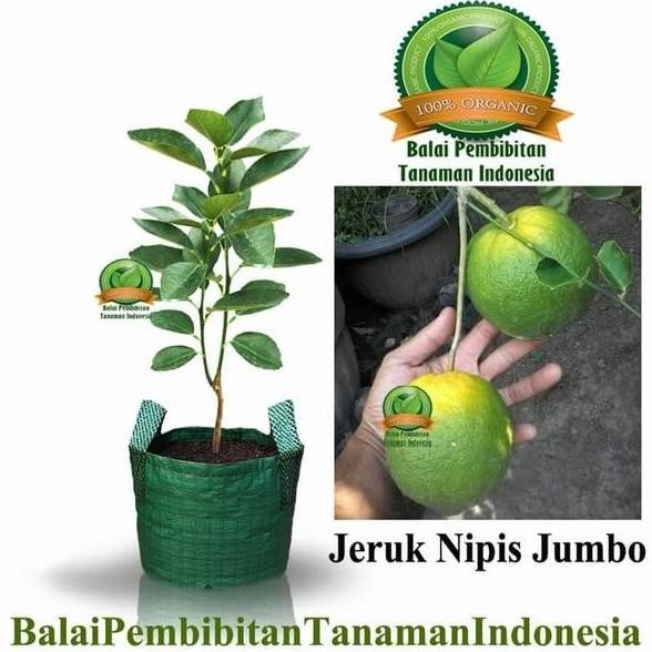 

Terlaris Bibit Buah Bibit Jeruk Nipis Jumbo Bibit Buah Tanaman Bb90