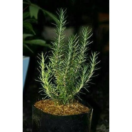 

Terlaris Bibit Tanaman Rosemary
