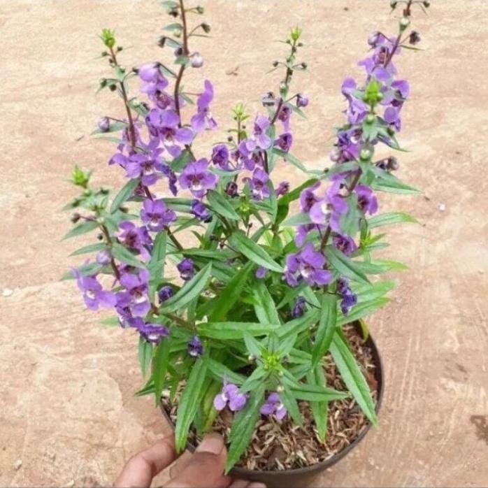 

Terlaris ( Bisa Cod ) Paket 3 Tanaman Anti Nyamuk Rosemary, Lavender, Zodia / Tanaman Hias Pengusir Nyamuk Bibit Tanaman Anti Nyamuk