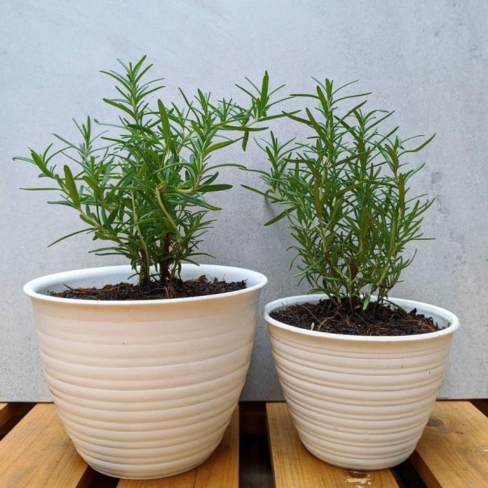 

Terlaris Tanaman Bibit Herbal Daun Rosemary / Bumbu Daging Rosemari
