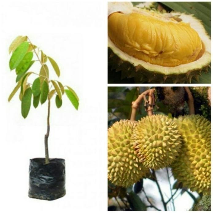 

Terlaris Bibit Durian Simas Okulasi