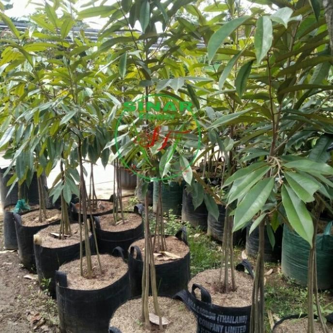 

Terlaris Pohon Durian Musang King Kaki 3/ Tan Durian/Bibit Durian Unggul