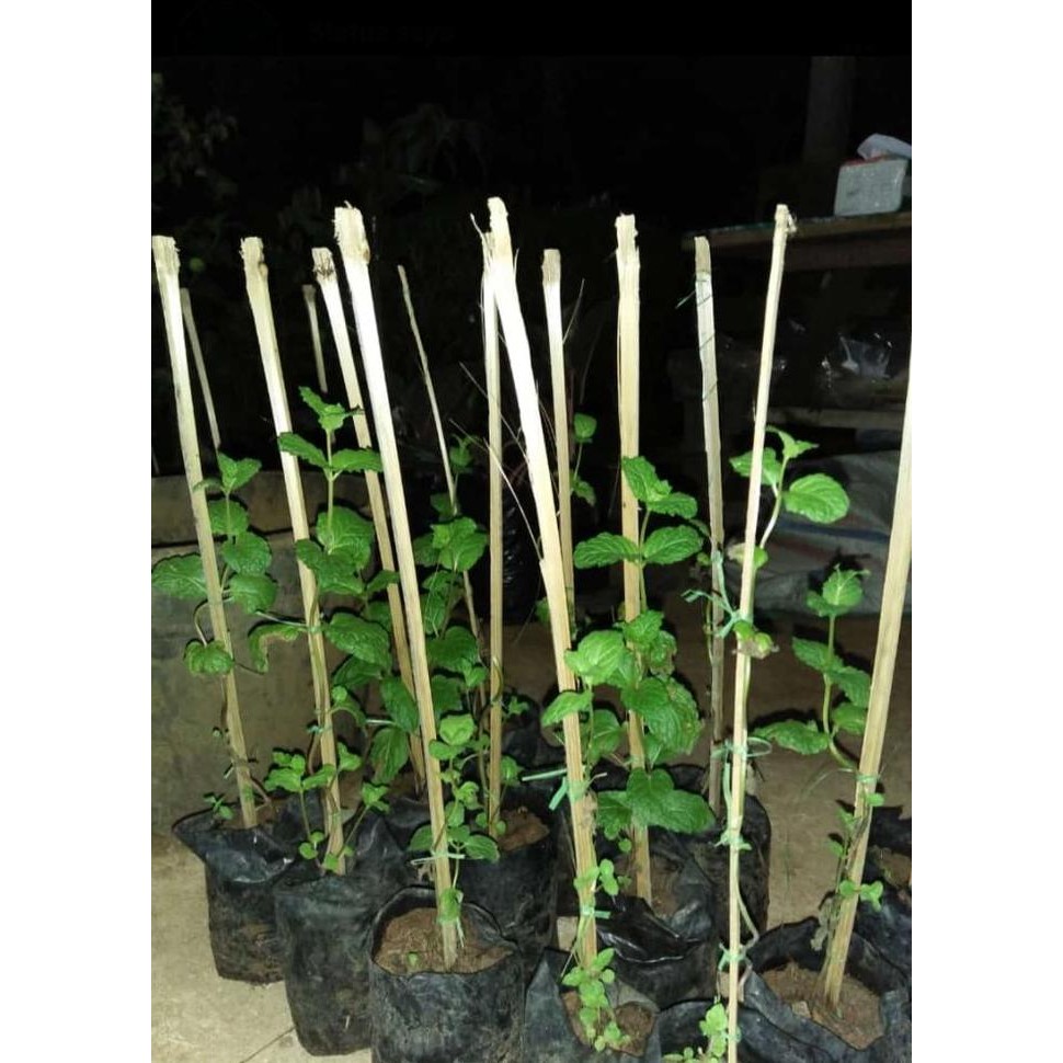 

Terlaris Bibit Tanaman Daun Mint Tanaman Beragam Manfaat
