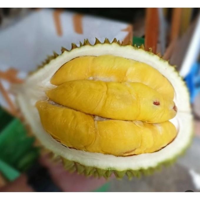 

Terlaris Promo Bibit Buah Durian Musangking/ Musang King Unggul Bisa Ditanam Di