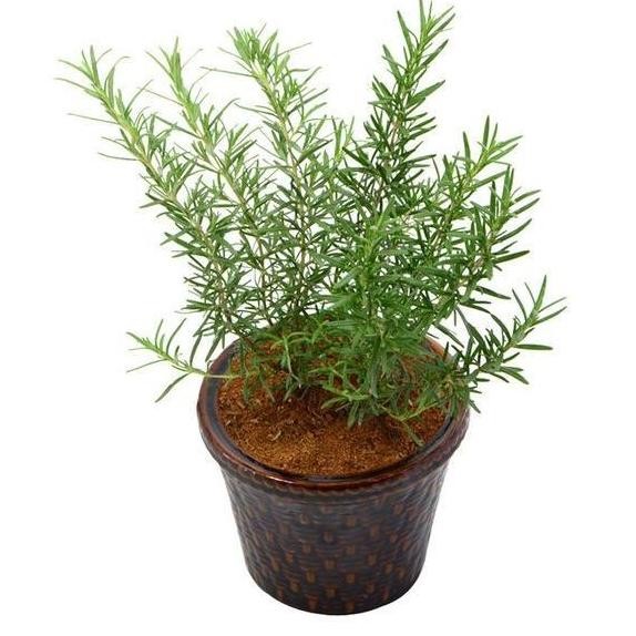 

Terlaris Harg4A Di Banting Terbaru Bibit Tanaman Rosemary - Pohon Daun Dan