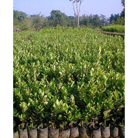 

Terlaris Harga Promosi B4Ck Bibit Tanaman Buah Jeruk Nipis Manis - Nimas Murah