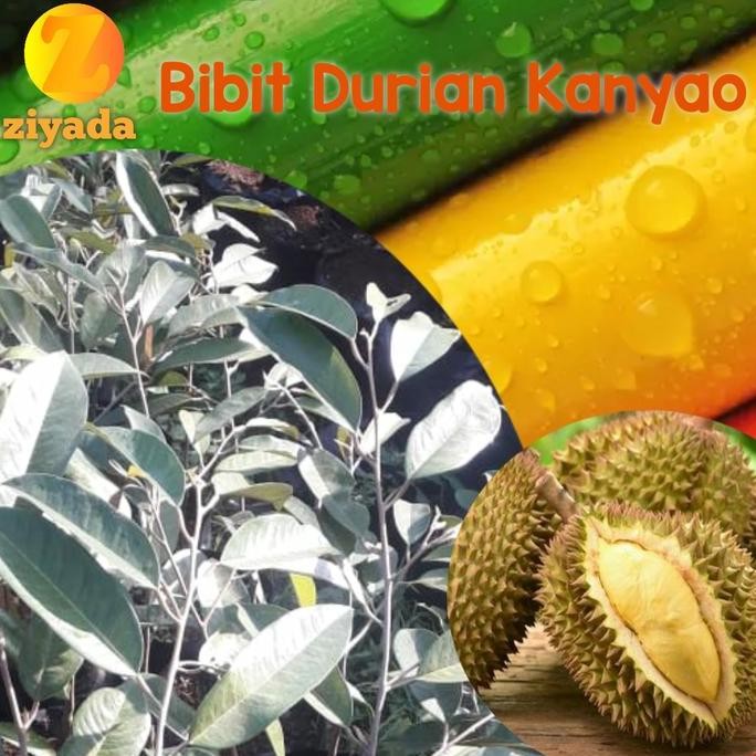 

Terlaris Bibit Tanaman Buah Durian Kanjao Durian Termahal Di Dunia