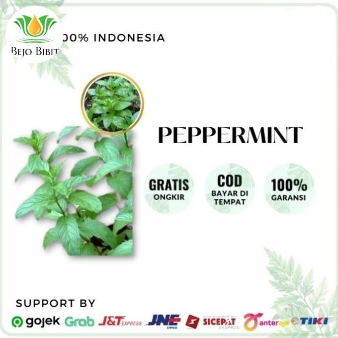 

Terlaris Bibit Tanaman Daun Mint Pappermint | Tanaman Mint | Daun Mint