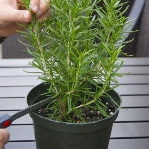 

Terlaris Bibit Tanaman Rosemary Herbal/ Bumbu Dapur/ Rempah/ Pengusir Nyamuk